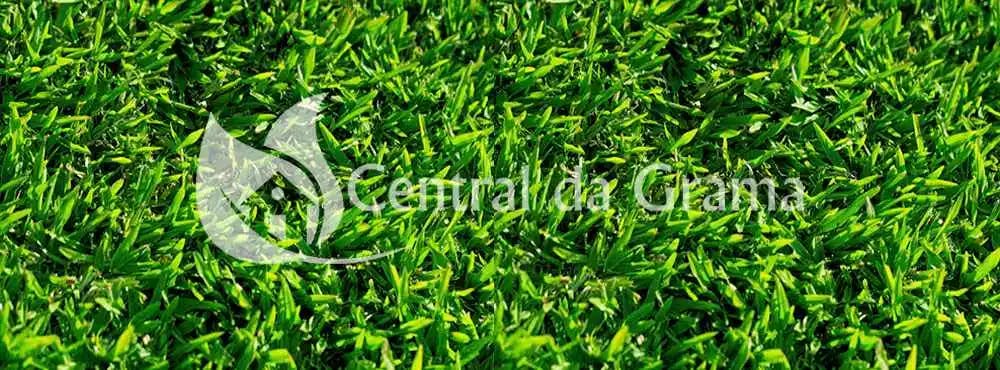 capa de conteúdo da grama esmeralda
